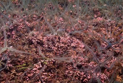 Climate change and marine conservation | Marine Climate Change Impacts